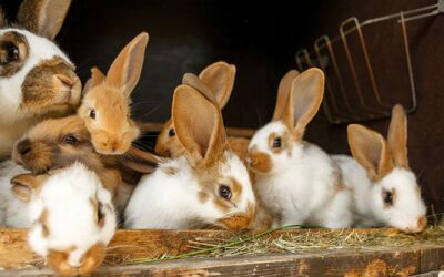 Ekskursija uz DinoZoo